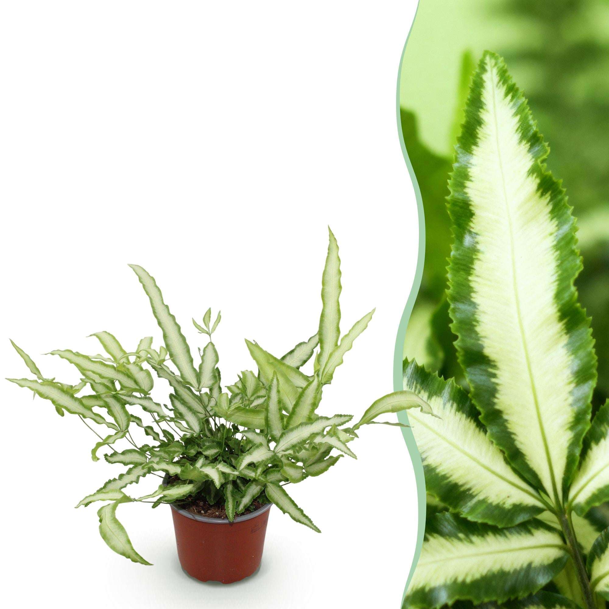 Pteris cretica Albolineata Flügelfarn – Haustierfreundliche Zimmerpflanze 12cm – Höhe ca.20cm – Farn mit weißer Blattzeichnung für Wohnzimmer & Büro – Plant