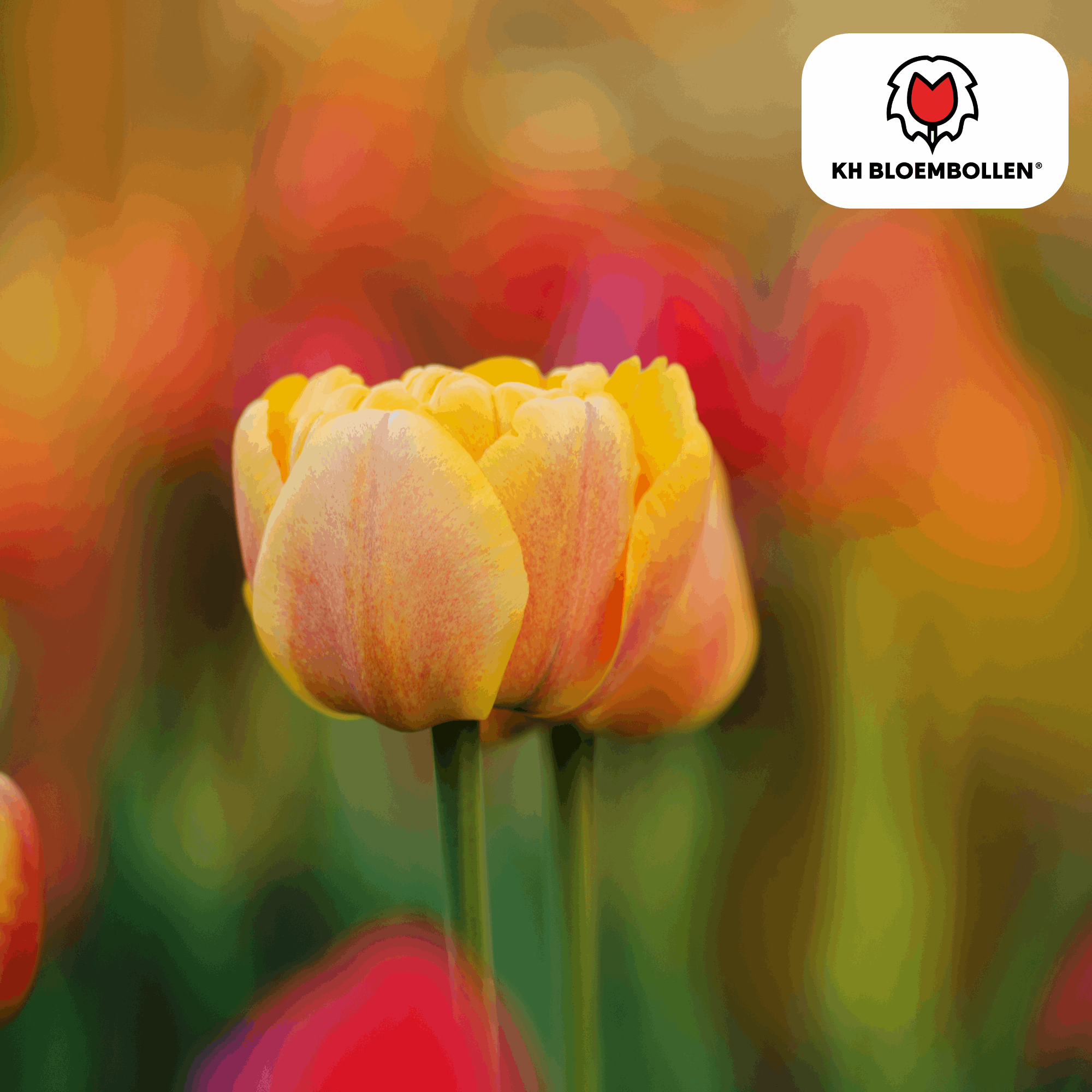 Tulpenzwiebeln Icoon – 20 Blumenzwiebeln – Lachsrosa gefüllte Tulpe – Stilvoll & modern – Für Garten oder Topf – Plant