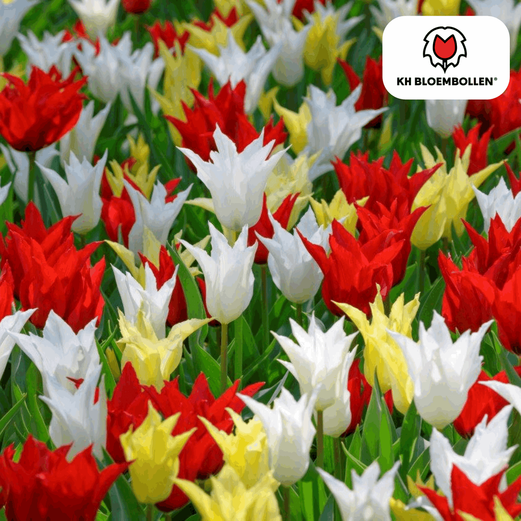 Tulpenzwiebeln Tres Chic Mix – 20 Blumenzwiebeln – Rot, Weiß & Gelb – Eleganter Farbmix für Garten & Topf – Winterhart & pflegeleicht – Plant