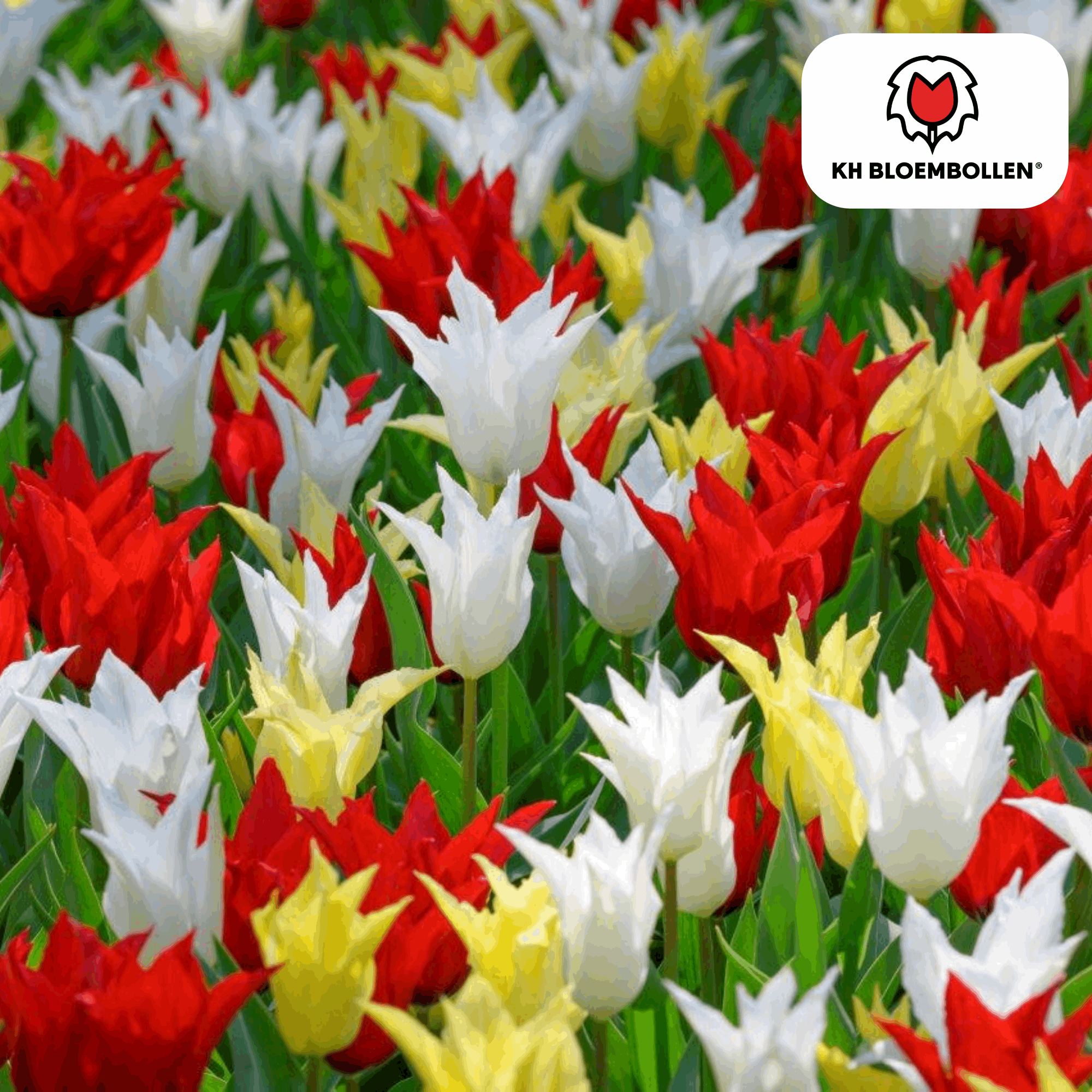 Tulpenzwiebeln Tres Chic Mix – 20 Blumenzwiebeln – Rot, Weiß & Gelb – Eleganter Farbmix für Garten & Topf – Winterhart & pflegeleicht – Plant