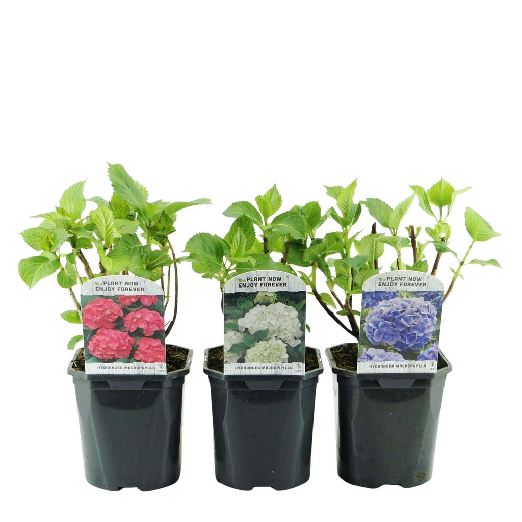 Hortensie Hydrangea macrophylla Tricolour – 3 Pflanzen in Rosa, Blau & Weiß – Ø17cm – ↕30cm – Blüte Juni–September – Laubabwerfend – Pflegeleicht & winterhart – Plant