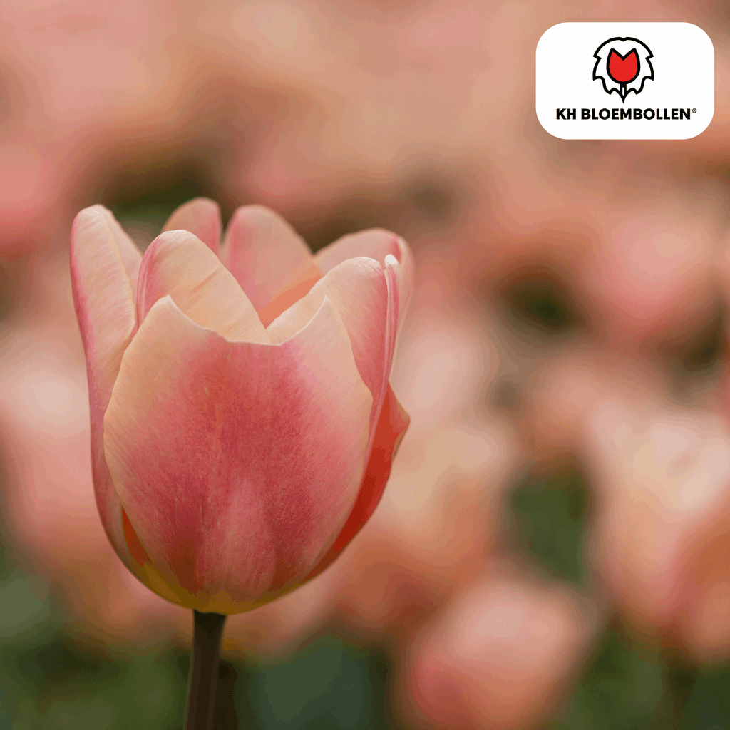 Apricot Foxx Tulpenzwiebeln – 20 Stück – Lachsrosa Frühlingsblüher – Sorte Tulipa „Apricot Foxx“ – Für Garten & Topf – Blüte April–Mai – Plant