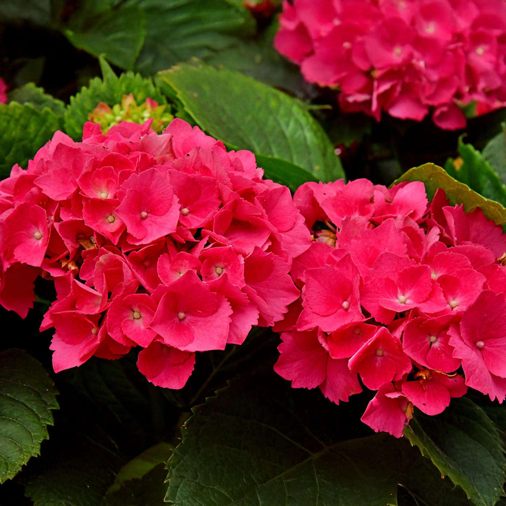 Hortensie – Hydrangea macrophylla Rot – Blüte Rot – Ø17cm – ↕30cm – Sommerblüher – Pflegeleicht & Laubabwerfend – Plant