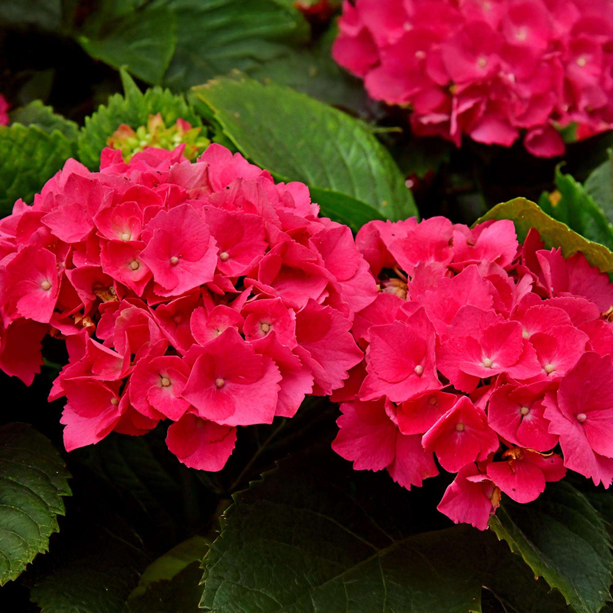 Hortensie – Hydrangea macrophylla Rot – Blüte Rot – Ø17cm – ↕30cm – Sommerblüher – Pflegeleicht & Laubabwerfend – Plant