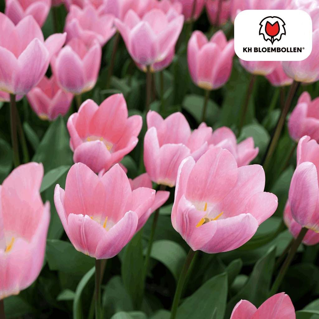 Tulpenzwiebeln Light and Dreamy – 20 Blumenzwiebeln – Sanfte Pastellfarben – Romantisch & verträumt – Für Garten & Topf – Plant