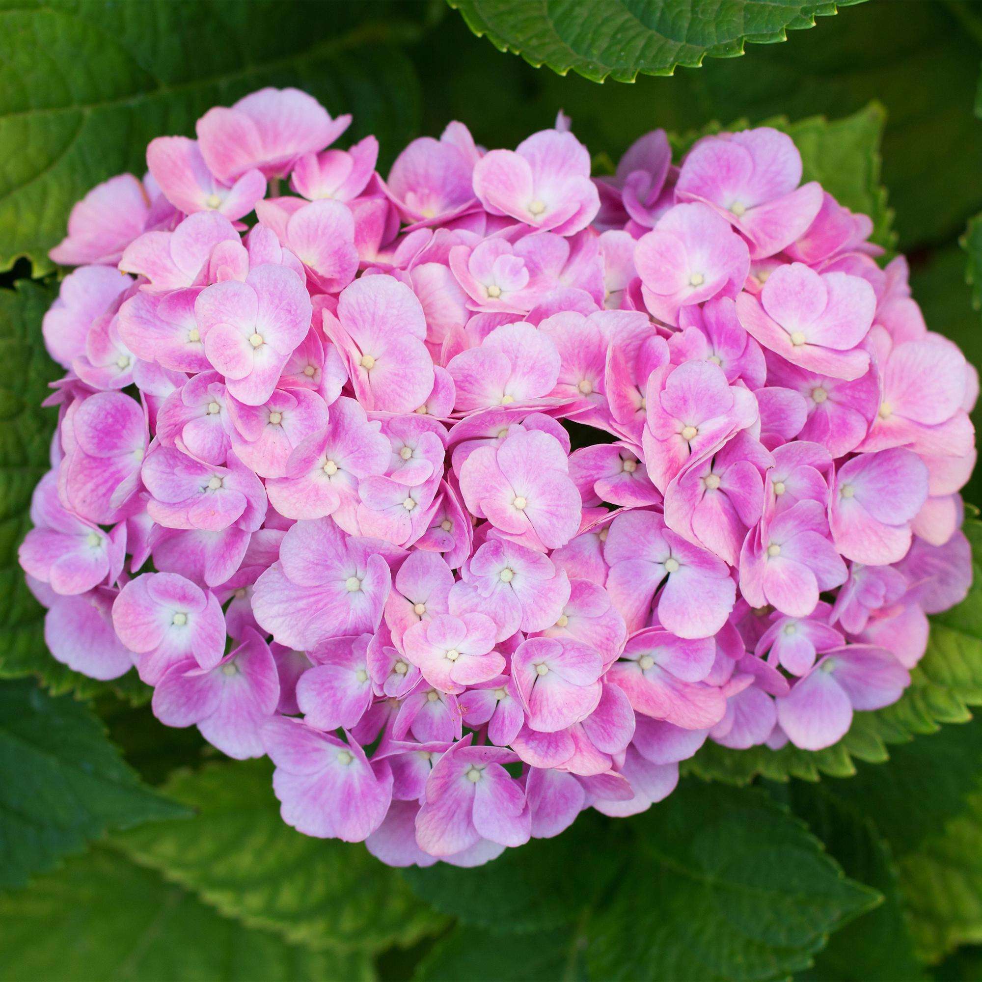 Hortensie – Hydrangea macrophylla Rosa – Blüte Rosa – Ø17cm – ↕30cm – Blühpflanze für Garten & Topf – Pflegeleicht & Laubabwerfend – Plant