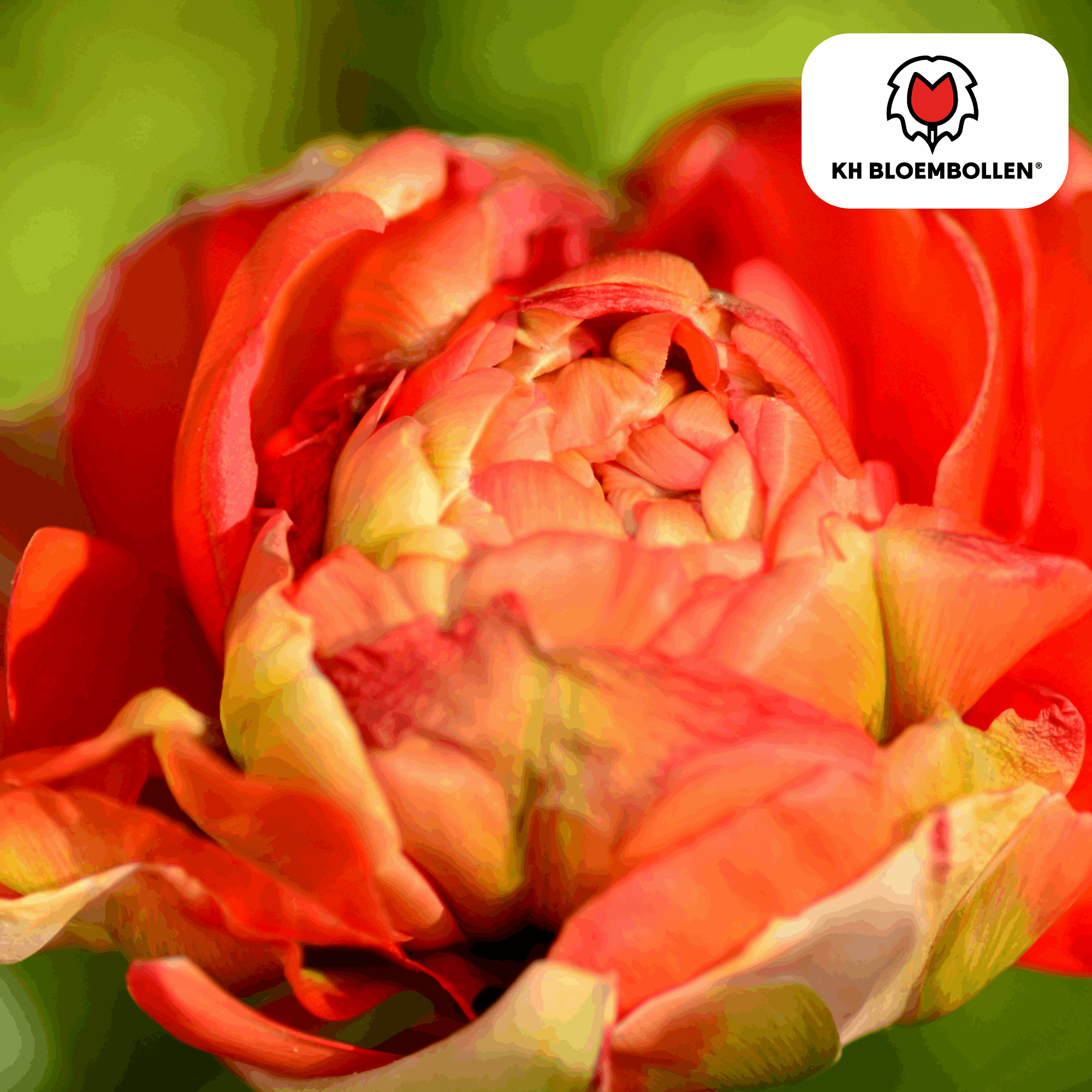 Tulpenzwiebeln Gudoshnik Double – 20 Blumenzwiebeln – Gefüllte Tulpe in Gelb, Orange & Rot – Pfingstrosenartig & farbintensiv – Für Garten oder Topf – Plant
