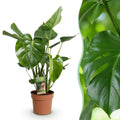 Monstera Deliciosa Fensterblatt Zimmerpflanze – Pflegeleichte Tropenpflanze 17cm – Höhe ca.50-55cm – Große Grünpflanze für Wohnzimmer & Büro