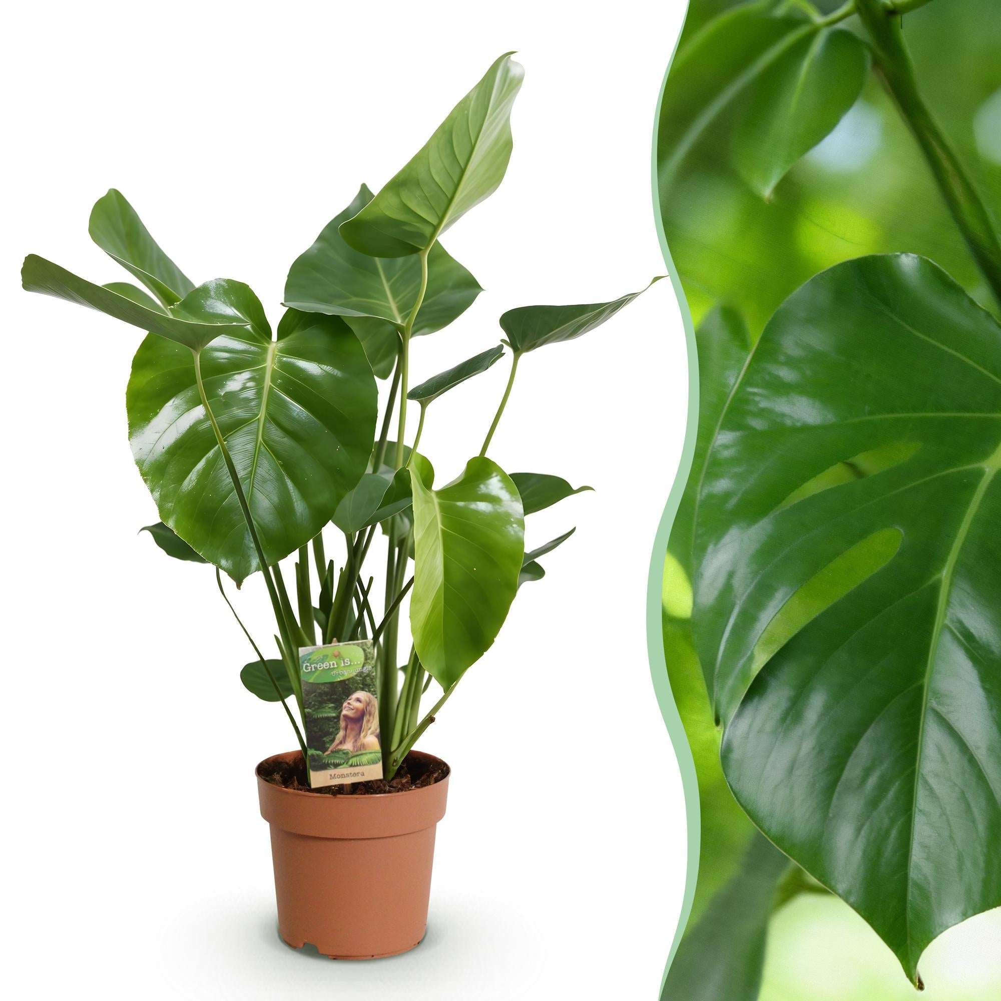 Monstera Deliciosa Fensterblatt Zimmerpflanze – Pflegeleichte Tropenpflanze 17cm – Höhe ca.50-55cm – Große Grünpflanze für Wohnzimmer & Büro