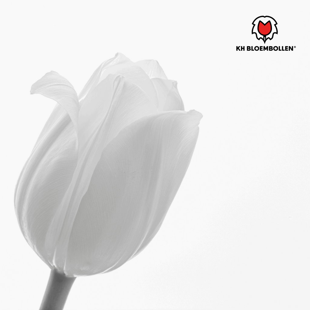 Catherina Tulpenzwiebeln – 20 Stück – Reinweiße Frühlingsblüher – Tulipa „Catherina“ – Für Garten & Topf – Blüte April–Mai – Plant