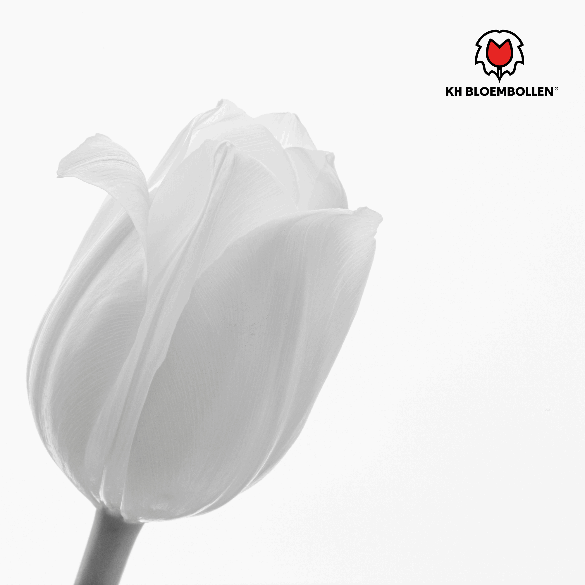 Catherina Tulpenzwiebeln – 20 Stück – Reinweiße Frühlingsblüher – Tulipa „Catherina“ – Für Garten & Topf – Blüte April–Mai – Plant