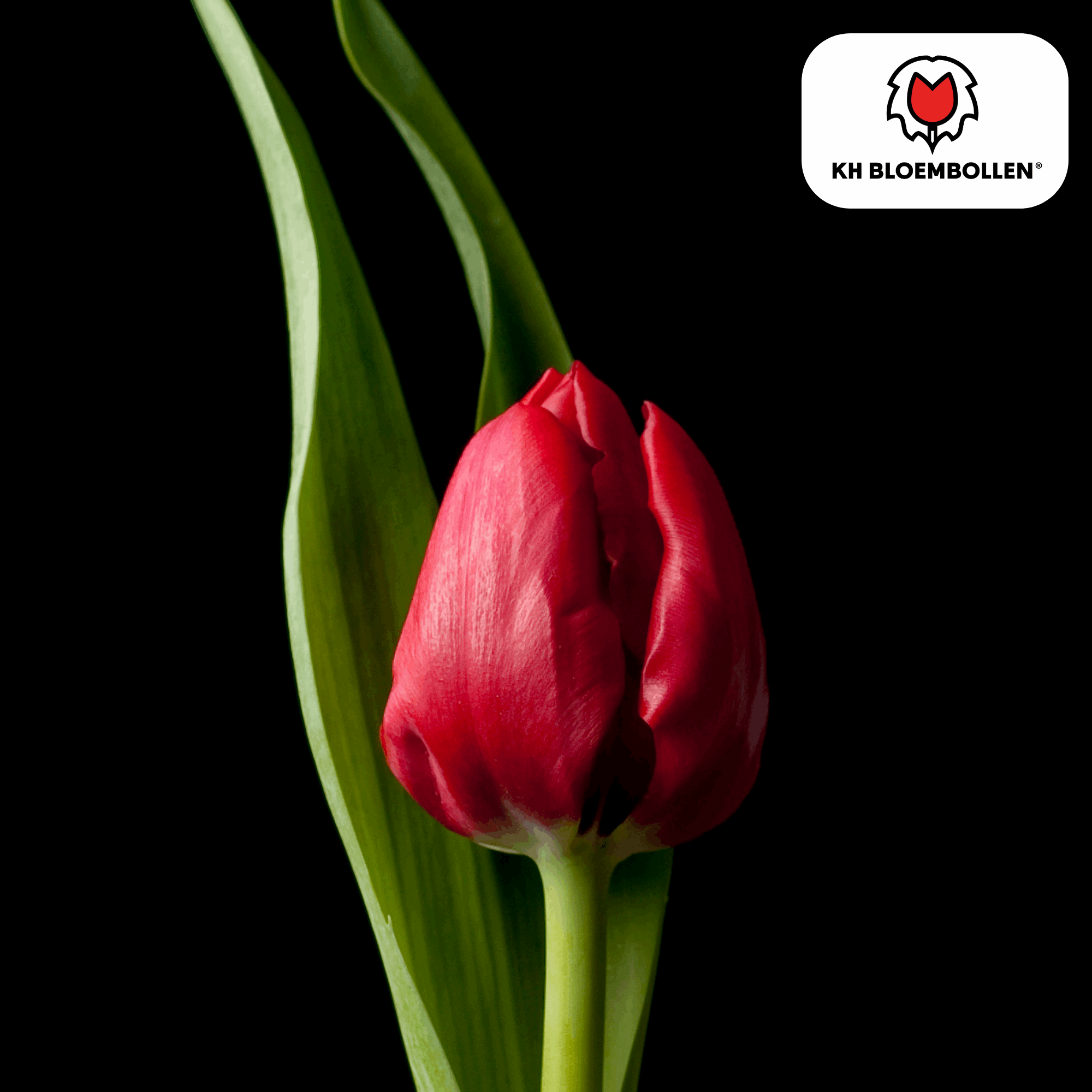 Tulpenzwiebeln Ile de France – 20 Blumenzwiebeln – Tiefrote Tulpe – Klassisch, elegant & robust – Für Garten oder Topf – Plant