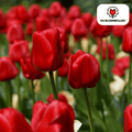 Tulpenzwiebeln Seadov – 20 Blumenzwiebeln– Tiefrote Tulpe mit gezacktem Blütenrand – Für Garten & Topf – Winterhart & pflegeleicht – Plant