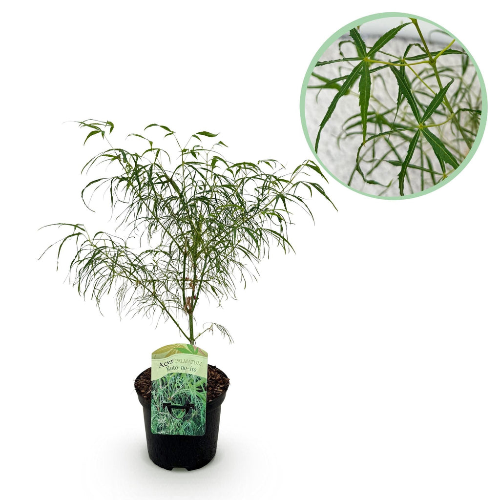 Japanischer Ahorn – Acer palmatum Koto – no – ito – Zierahorn im Topf 19cm – ca. 70cm hoch – Feingliedrig & mehrfarbig – Balkon – & Terrassenpflanze – Plant