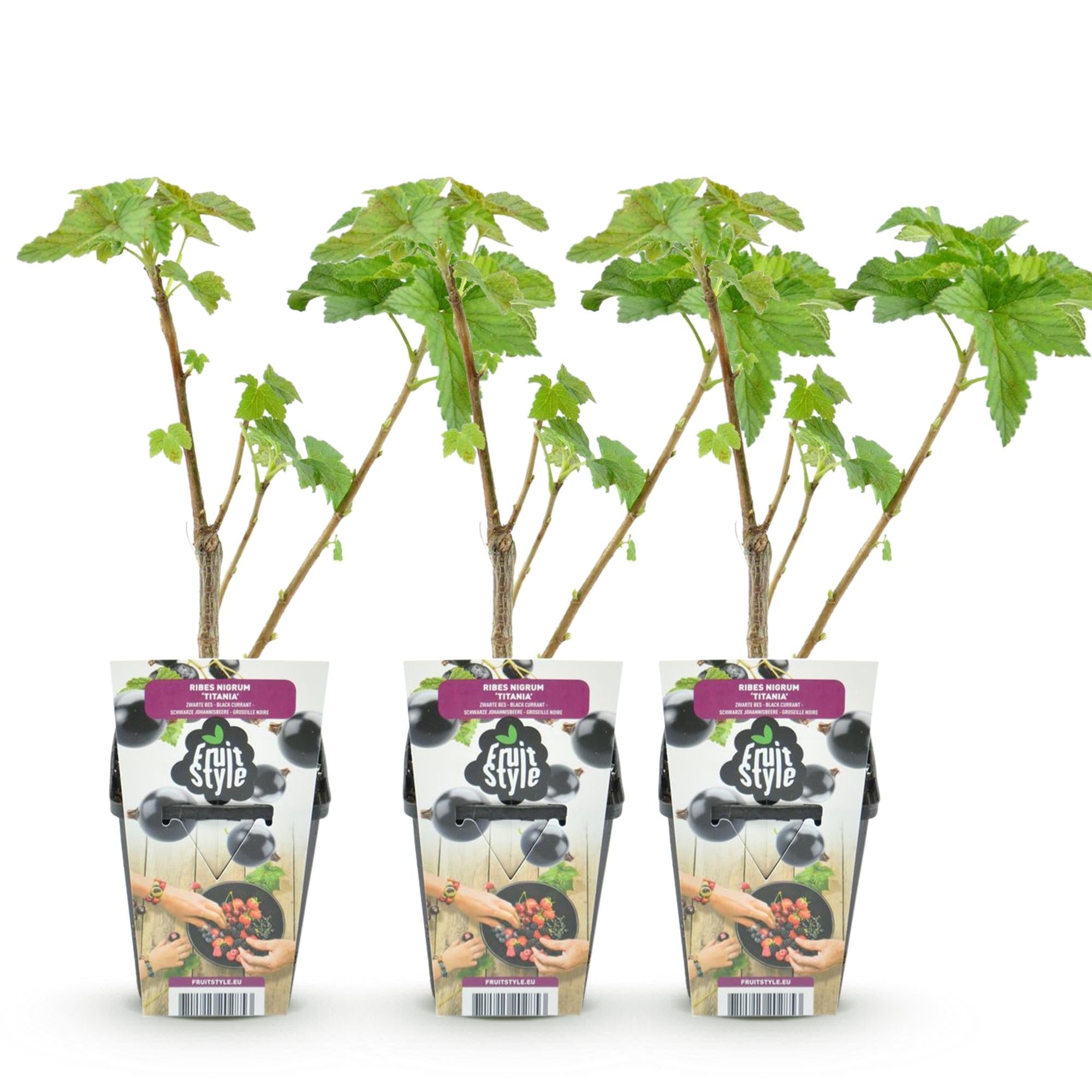 Schwarze Johannisbeere Ribes nigrum Titania winterhart Ø9cm Höhe 30cm – Aromatische Johannisbeerpflanze für Garten Beet Balkon & Terrasse