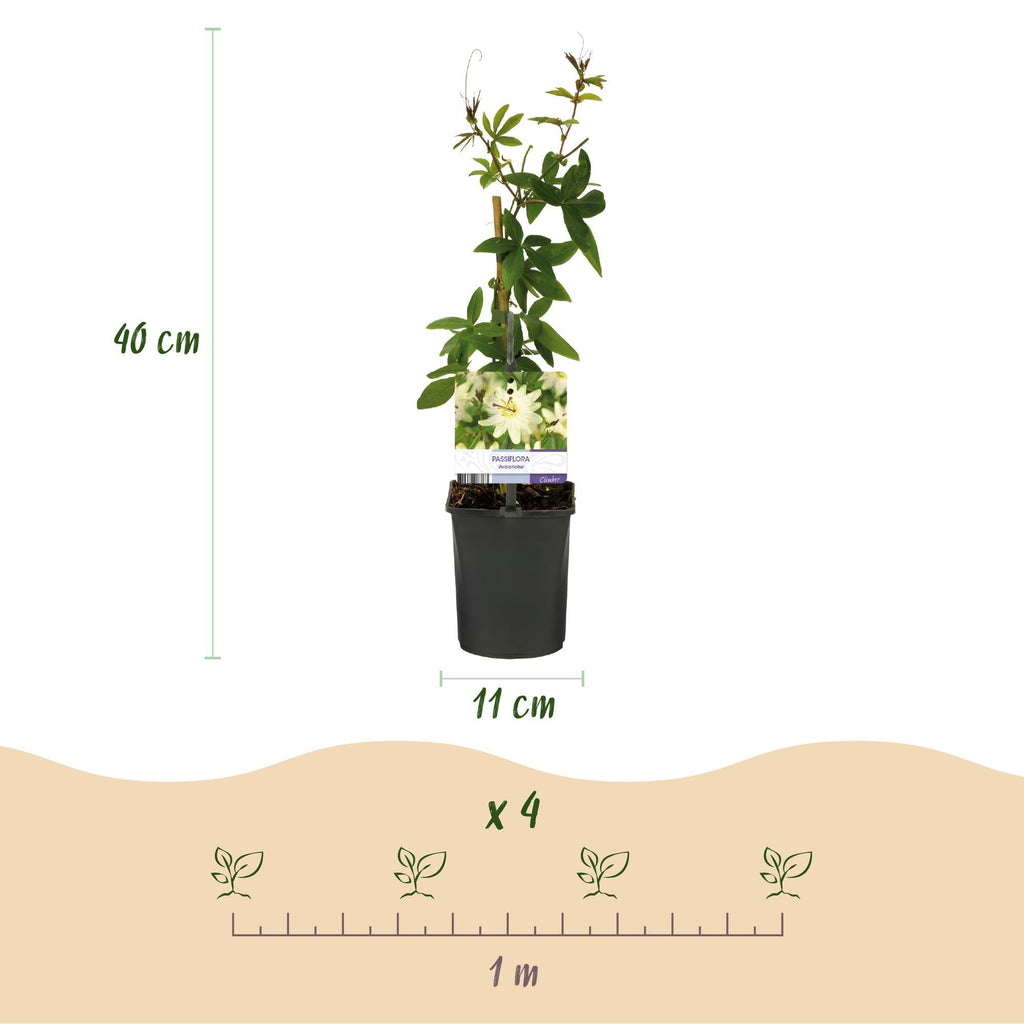 Passiflora Avalanche Passionsblume – Weiße Kletterpflanze 11cm – 2 Pflanzen Set ca.40cm – Duftende Blüten & Pflegeleicht – Plant