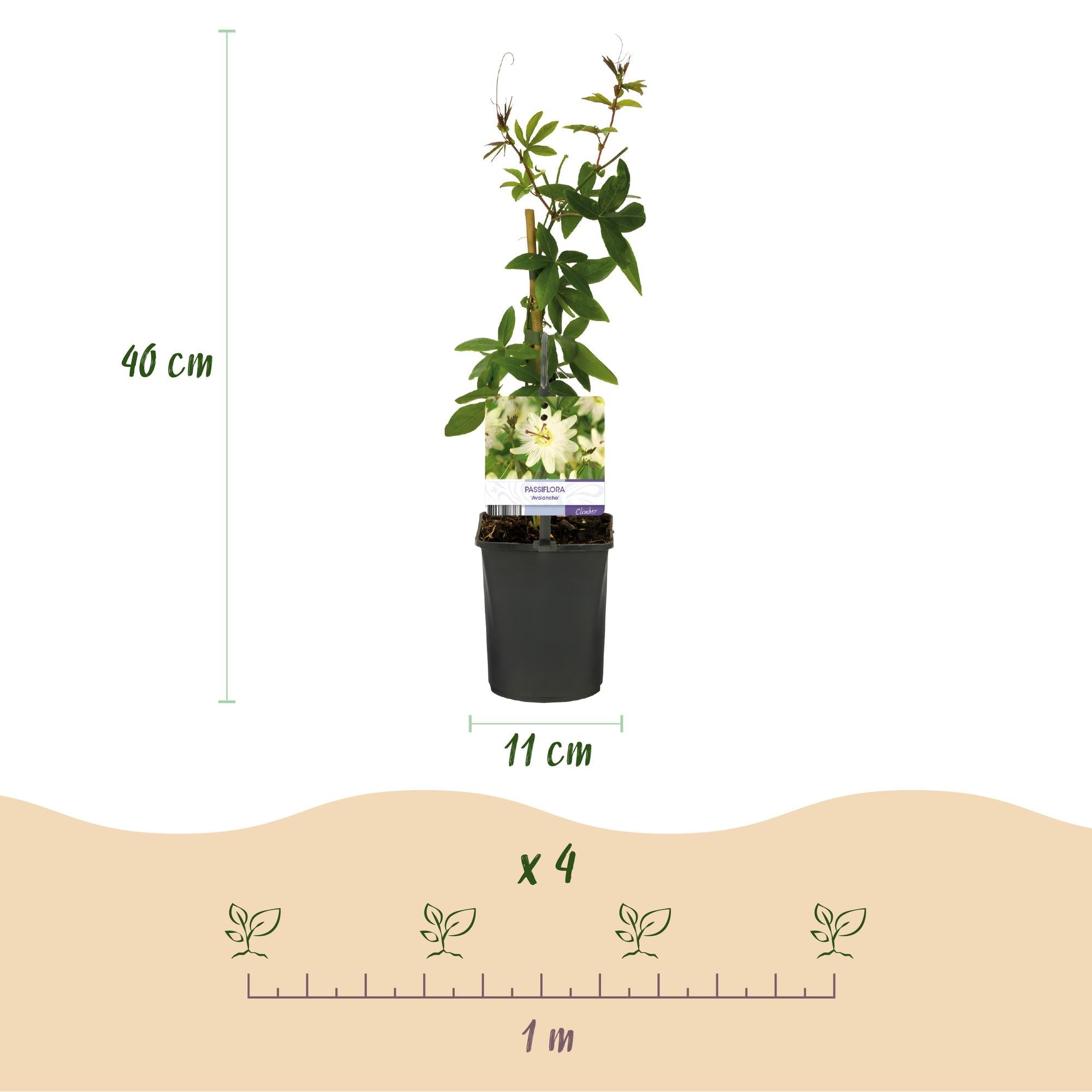 Passiflora Avalanche Passionsblume – Weiße Kletterpflanze 11cm – 2 Pflanzen Set ca.40cm – Duftende Blüten & Pflegeleicht – Plant