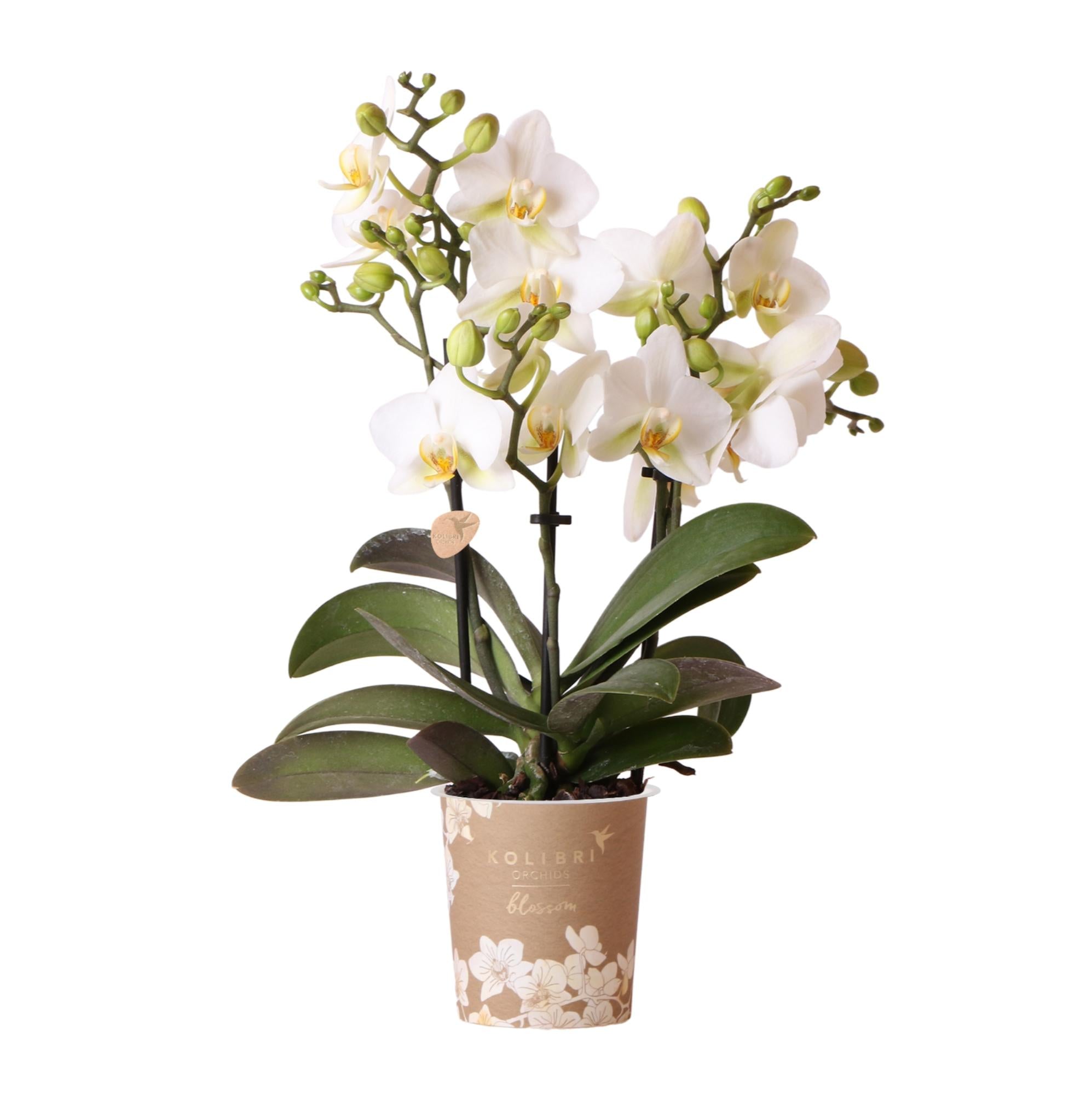 Phalaenopsis Orchidee Lausanne – Weiß – Ø9cm – Zimmerpflanze mit 3 Blütentrieben – Pflegeleicht & elegant – Aus der Blossom – Kollektion – Plant