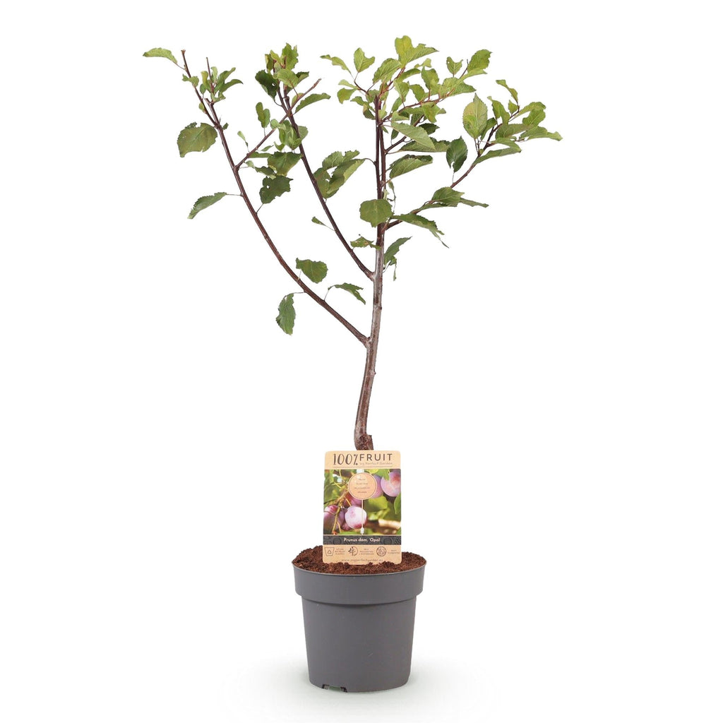 Pflaumenbaum – Prunus domestica 'Opal' – ca. 90cm hoch – Topf Ø21cm – gelb – rote Früchte – selbstfruchtend & ertragreich – Plant