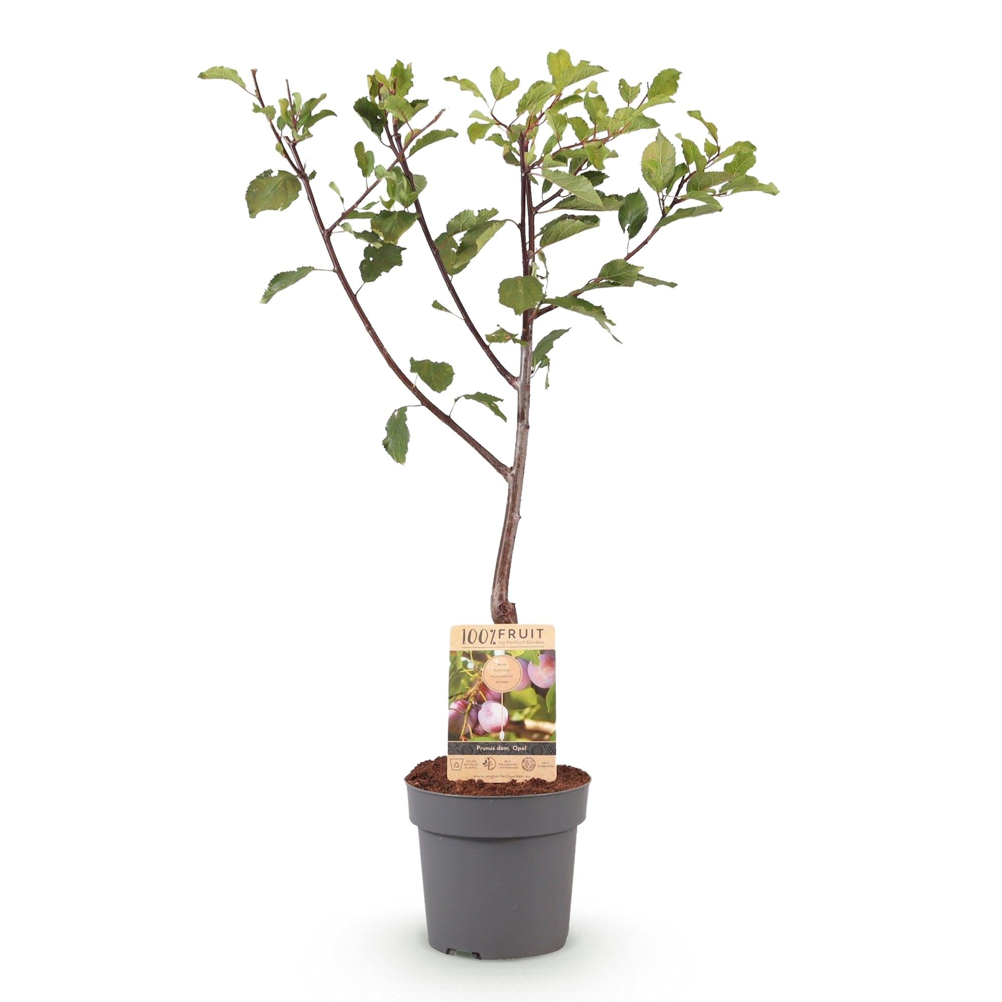 Pflaumenbaum – Prunus domestica 'Opal' – ca. 90cm hoch – Topf Ø21cm – gelb – rote Früchte – selbstfruchtend & ertragreich – Plant