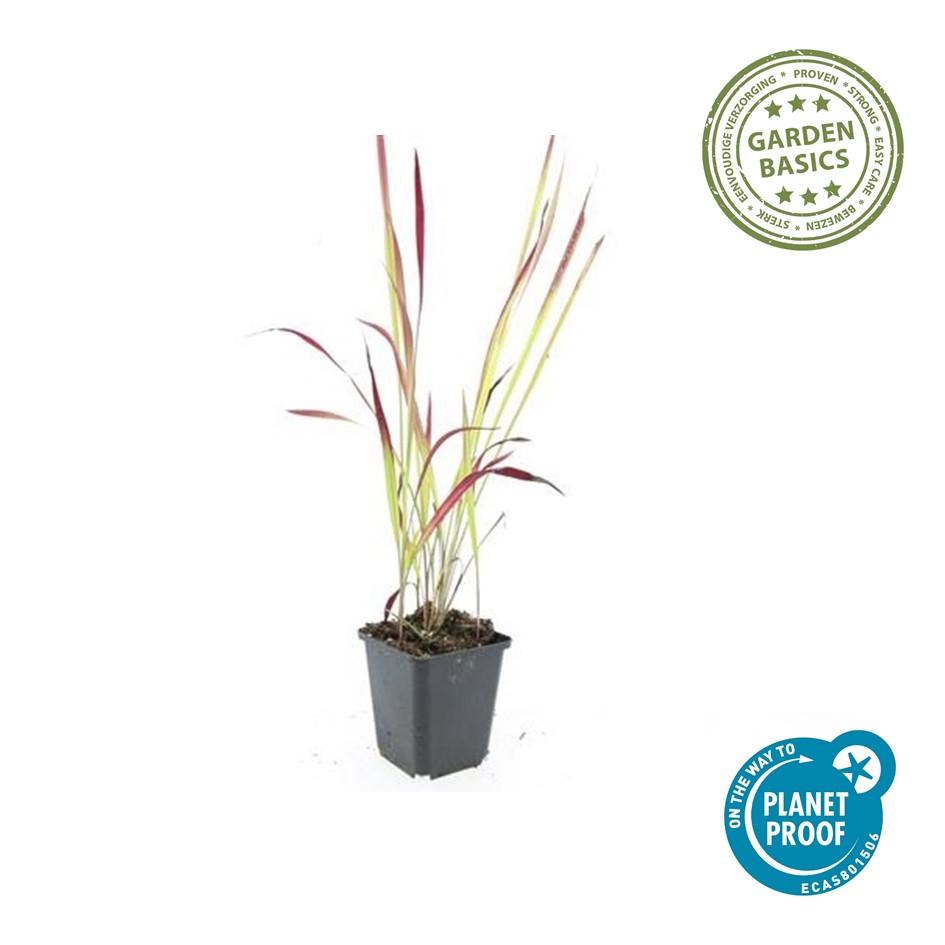 Japanisches Blutgras Imperata cylindrica 'Red Baron' – ↕10-25cm – Ø9cm – Winterhartes Ziergras mit roten Blattspitzen – Plant