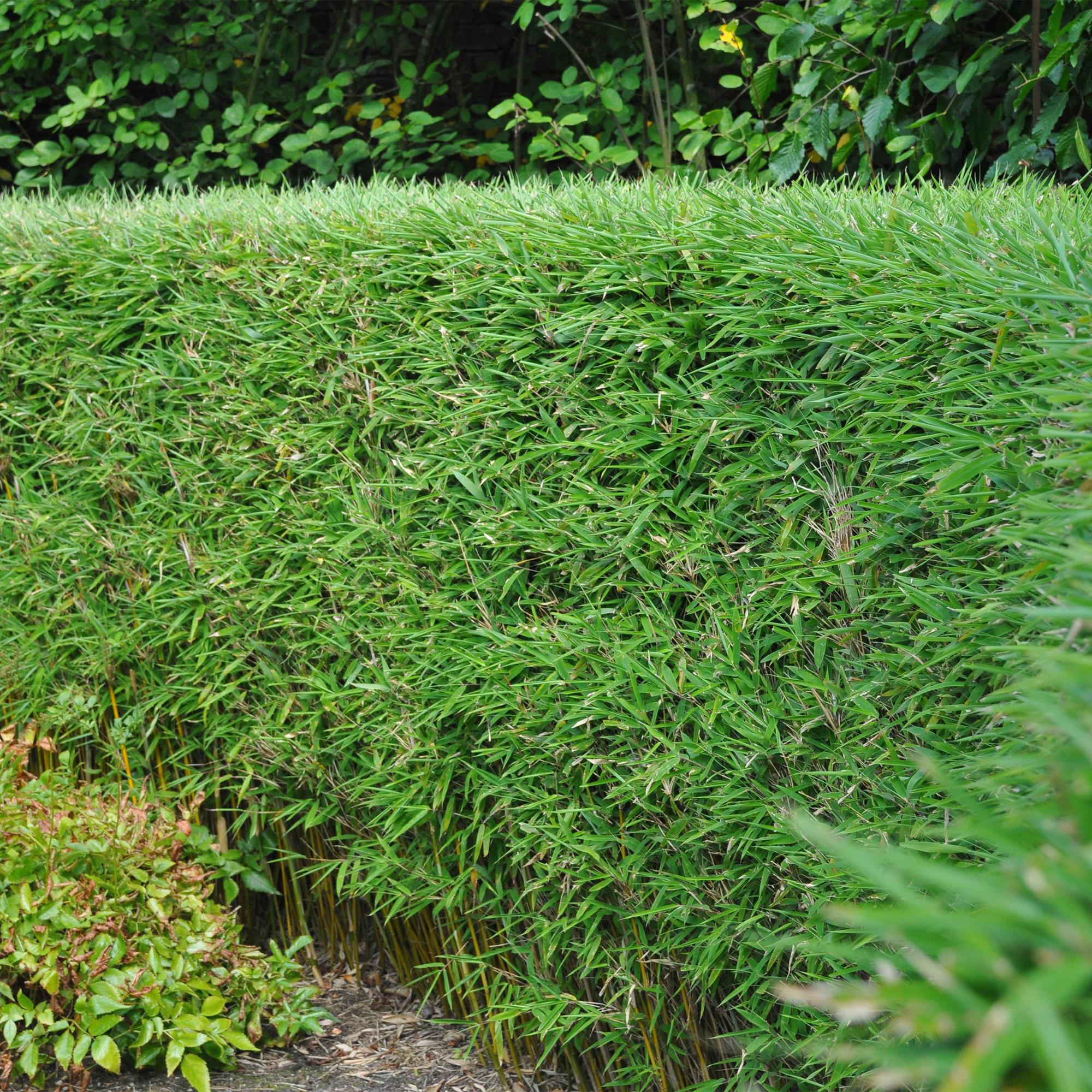 Bambus Fargesia rufa – Immergrün – Grüner Bambus für Hecke, Garten & Terrasse – Ø14cm Höhe ca. 35cm – Plant