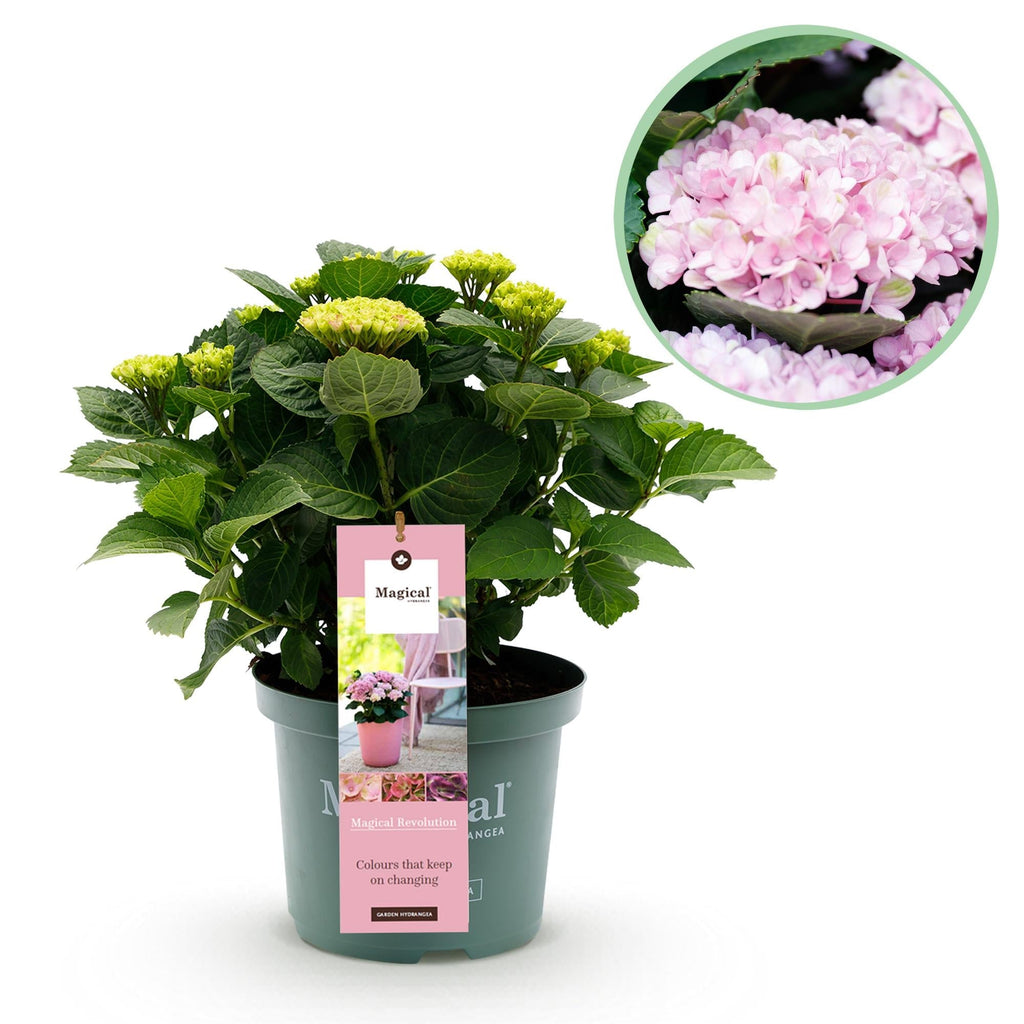 Hortensie Magical Revolution Pink – Rosa – Hydrangea macrophylla – 23cm – Ca. 55cm hoch – 6-10 Blüten – Für Balkon, Terrasse & Beet – Plant