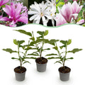 Magnolia Tricolour – 3 Pflanzen – 12cm – Höhe ca. 30cm – Laubabwerfende Magnolien in Weiß, Rosa & Lila für Beet, Balkon & Terrasse