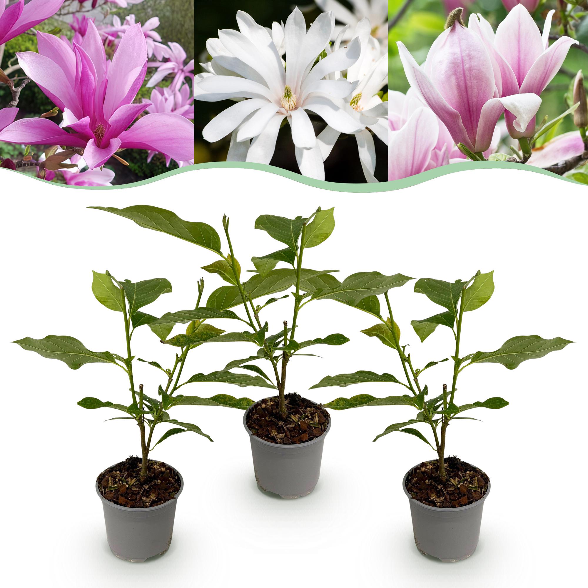 Magnolia Tricolour – 3 Pflanzen – 12cm – Höhe ca. 30cm – Laubabwerfende Magnolien in Weiß, Rosa & Lila für Beet, Balkon & Terrasse