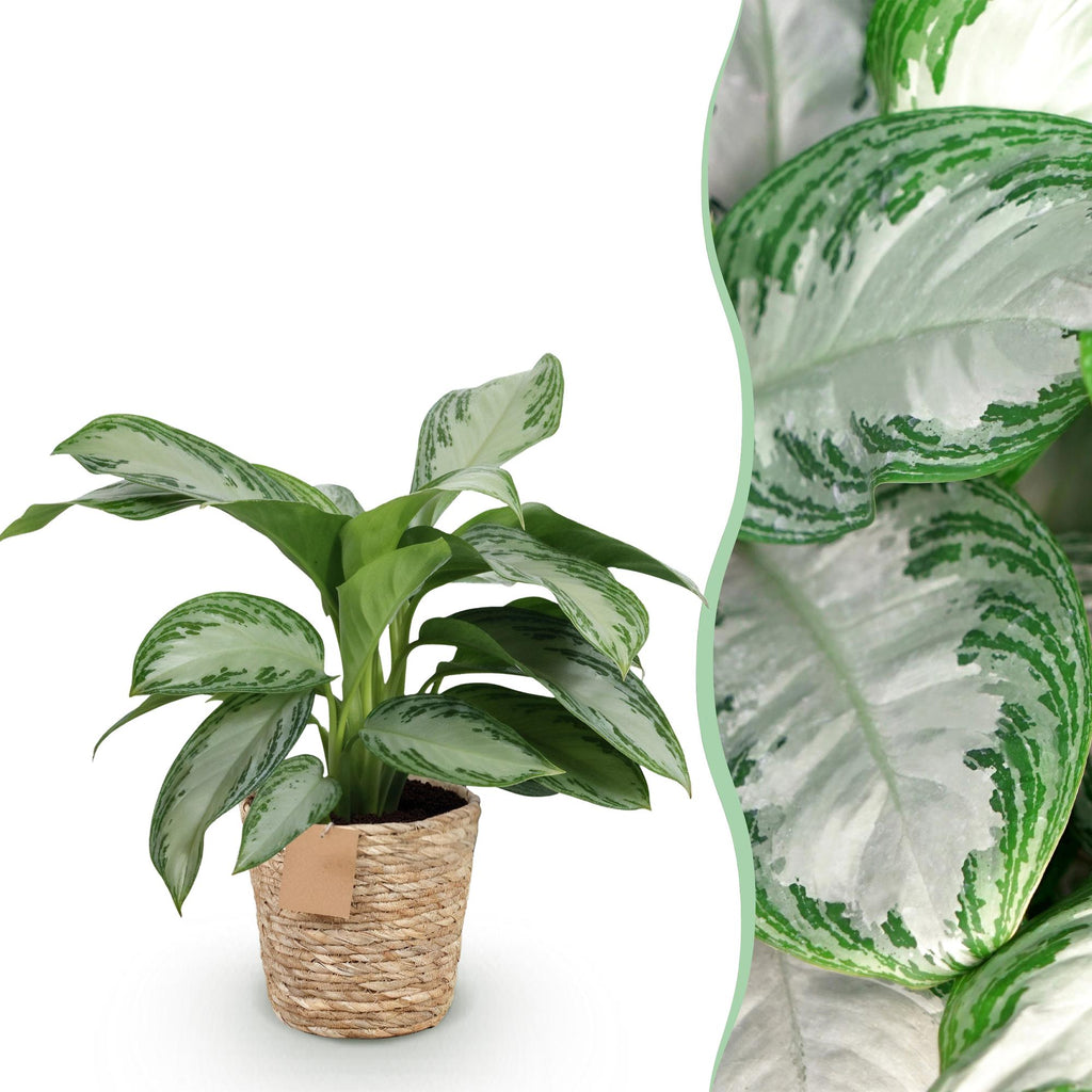 Aglaonema Silver Bay – 70-75cm – 17cm inkl. Naturkorb – Pflegeleichte silbergrüne Zimmerpflanze