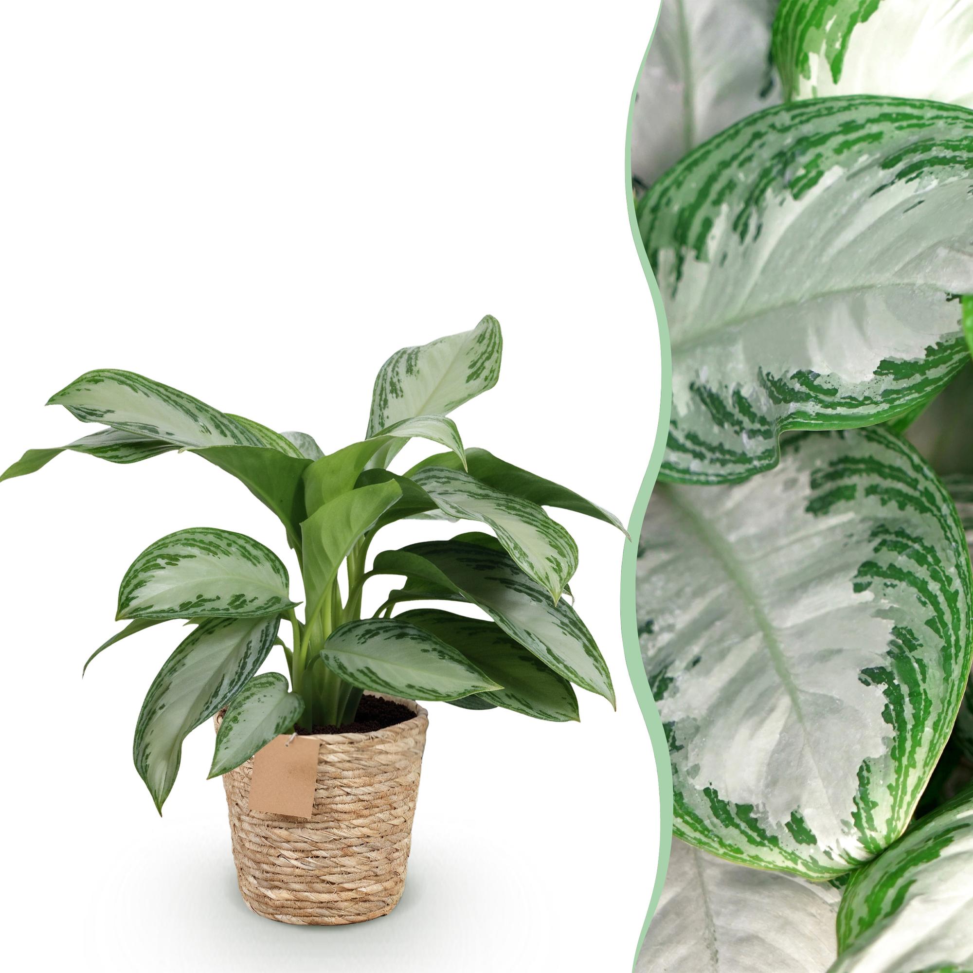 Aglaonema Silver Bay – 70-75cm – 17cm inkl. Naturkorb – Pflegeleichte silbergrüne Zimmerpflanze