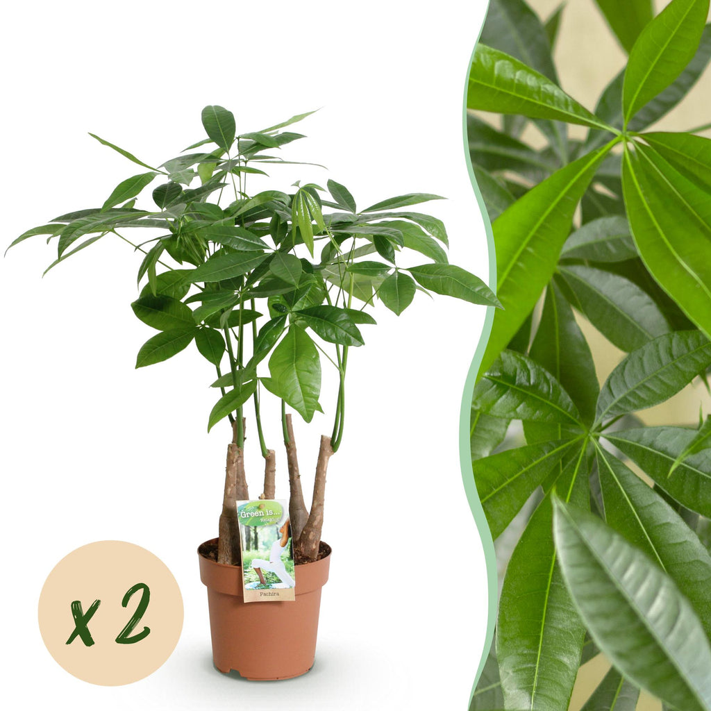 Pachira aquatica Mehrstamm – Zwei pflegeleichte Geldbäume – 17cm – Höhe 50-55cm – Grün – Tropische Zimmerpflanzen für Innenräume