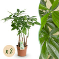 Pachira aquatica Mehrstamm – Zwei pflegeleichte Geldbäume – 17cm – Höhe 50-55cm – Grün – Tropische Zimmerpflanzen für Innenräume
