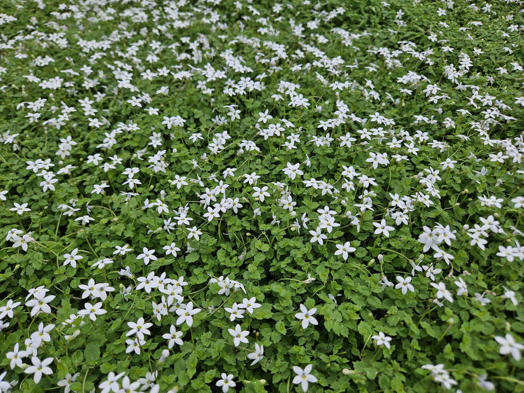 Weißer Bubikopf Isotoma fluviatilis 'Alba' – ↕10-25cm – Ø9cm – Bodendecker, Winterhart, Pflegeleicht, Weiße Blüten, Halbschatten geeignet – Plant