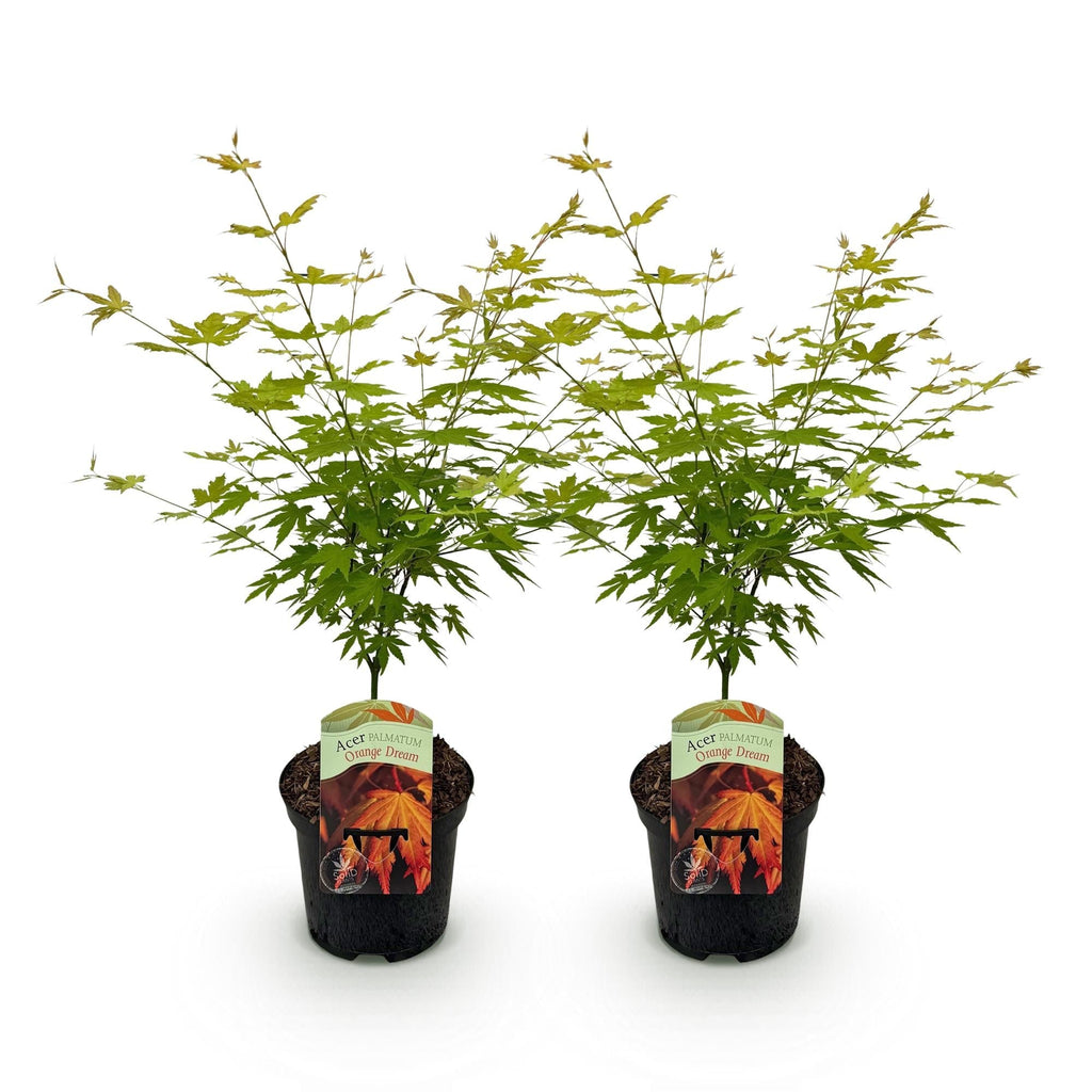 Japanischer Ahorn – Acer palmatum 'Orange Dream' – 2 Pflanzen – ca. 70cm hoch – Ø19cm – orangefarbenes, fein gefiedertes Laub – Balkon – Plant