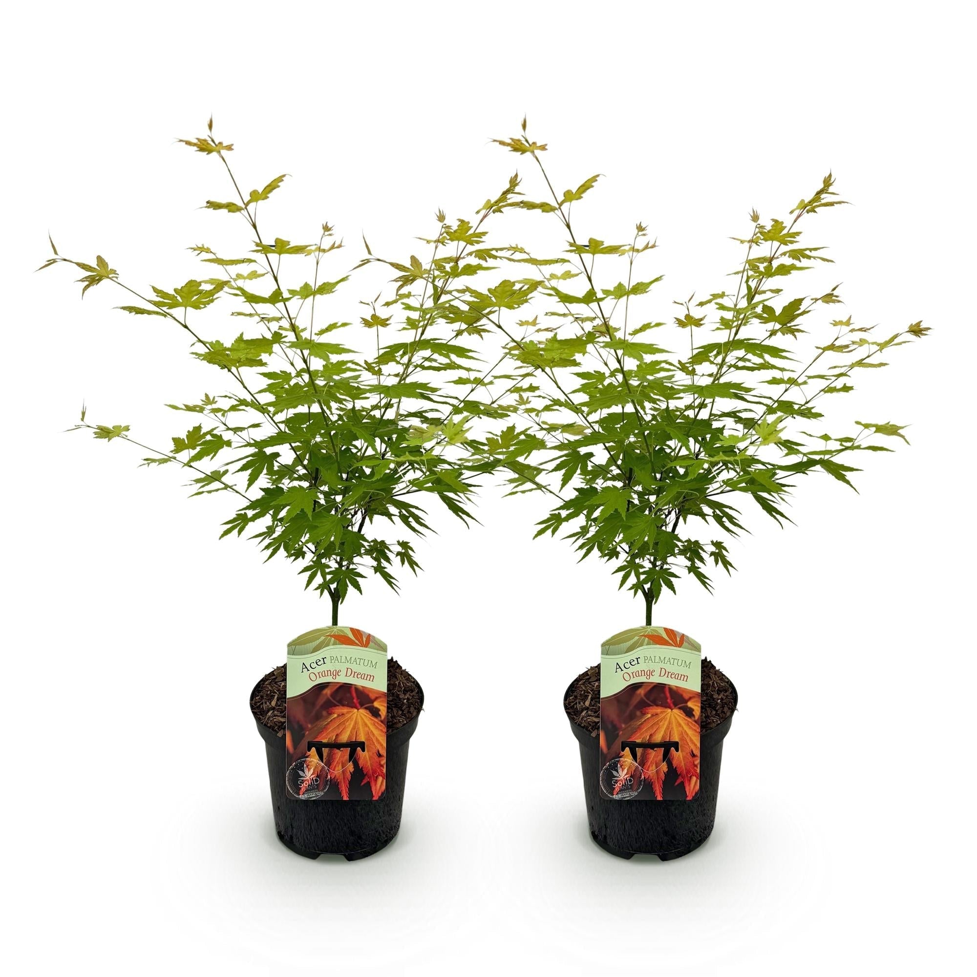 Japanischer Ahorn – Acer palmatum 'Orange Dream' – 2 Pflanzen – ca. 70cm hoch – Ø19cm – orangefarbenes, fein gefiedertes Laub – Balkon – Plant