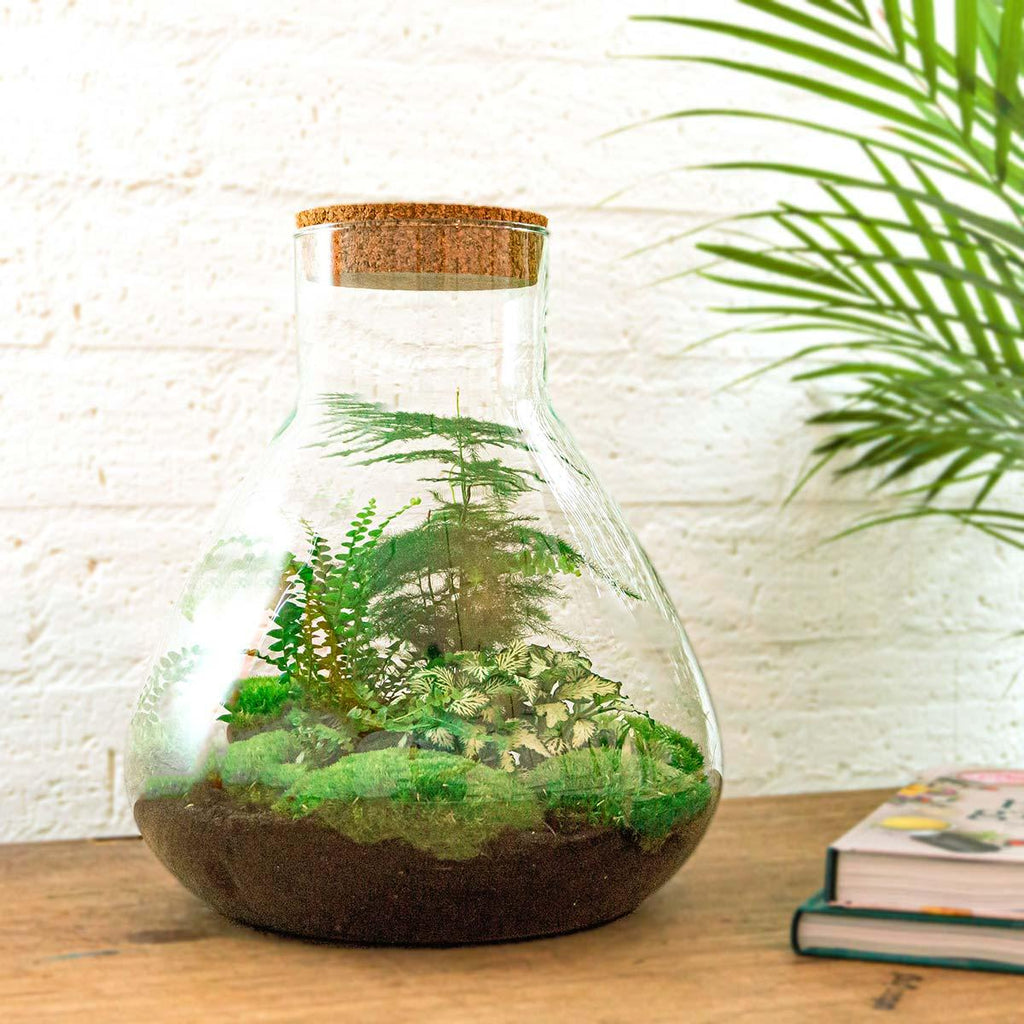 Flaschengarten Sam XL – DIY Bausatz Terrarium – ↕35cm – Do – It – Yourself Pflanzen – Set mit Korkdeckel – Autarkes Mini – Ökosystem – Plant