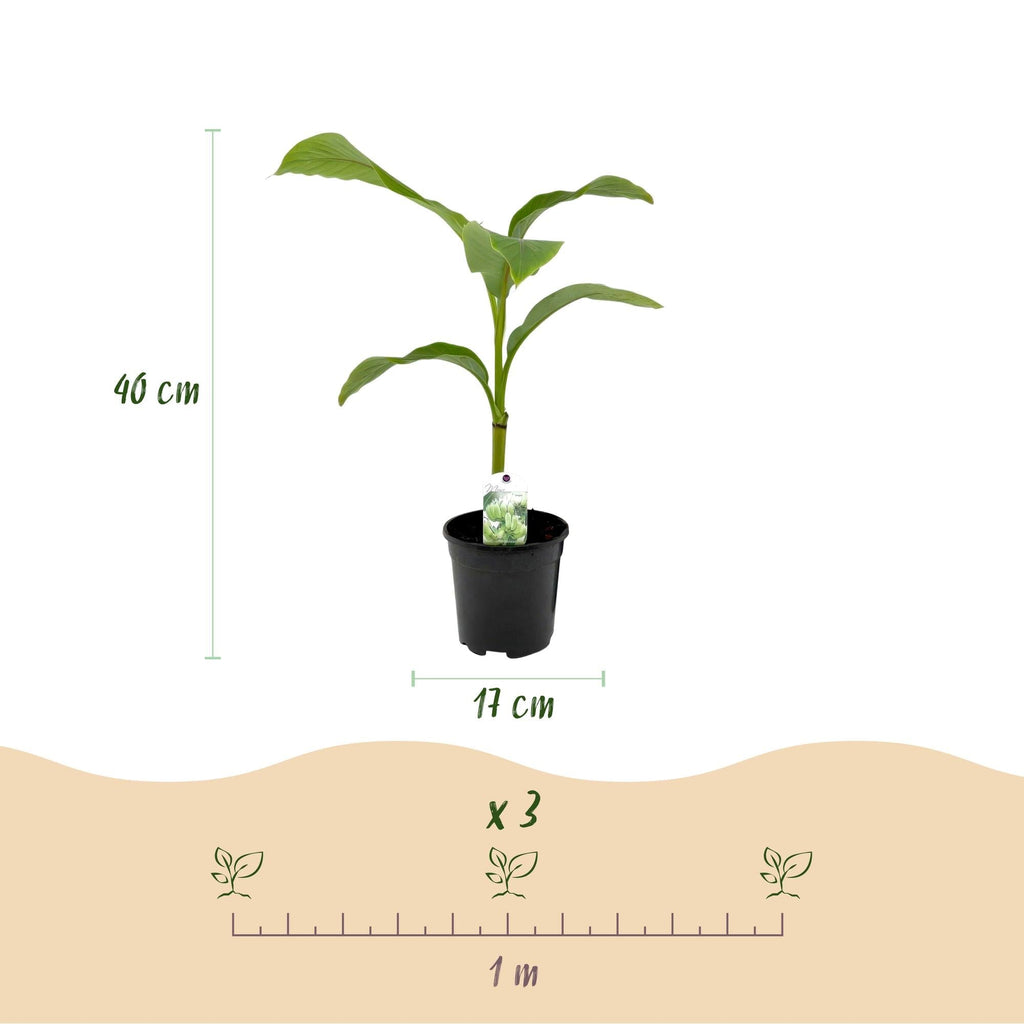 Bananenpflanze Musa Basjoo – 2 Pflanzen – Winterhart – Obstpflanze – Ø17cm – Höhe ca. 40cm – Exotische Gartenbanane für Beet, Balkon & Terrasse – Plant