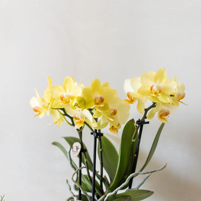 Gelbe Albenga Orchidee im Bold Cognac Übertopf Ø9cm – blühende Zimmerpflanze frisch vom Züchter – sonnengelbe Orchidee als Deko – Highlight