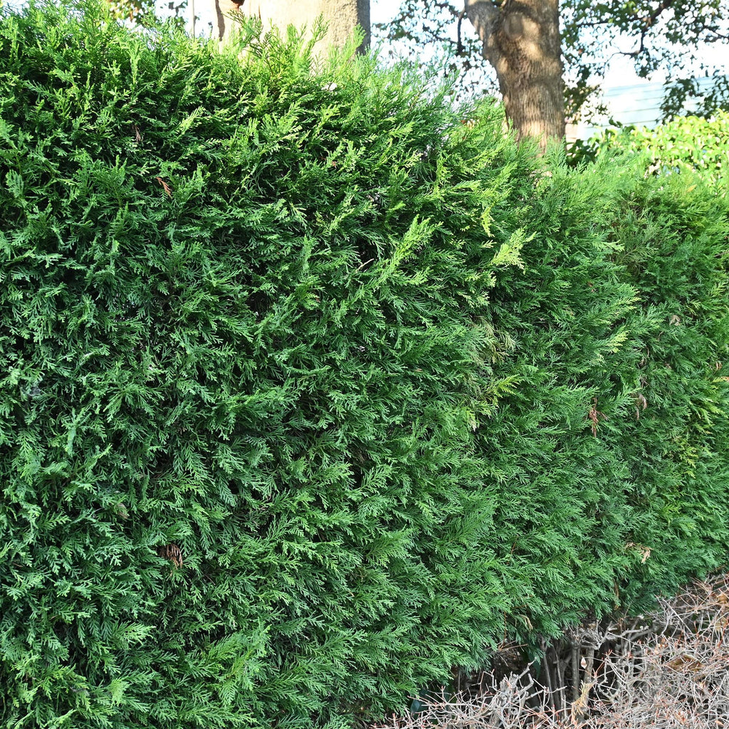 Leyland – Zypresse Cupressocyparis leylandii – Immergrüne Heckenpflanze – 8 Pflanzen – 1m – 9cm Höhe 35-40cm – Schnellwachsend & Pflegeleicht – Plant