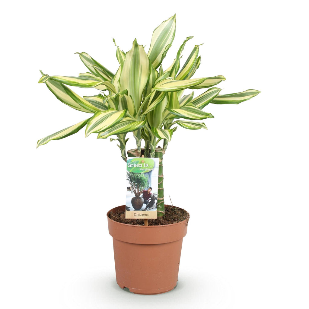 Dracaena fragrans Diamond Dream – Drachenbaum – 17cm – Höhe 50-55cm – Pflegeleichte buntlaubige Zimmerpflanze für Wohnräume und Büro – Plant