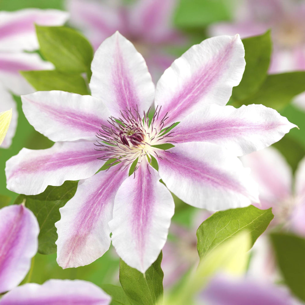 Kletterpflanze Clematis Nelly Moser – Rosa Blüten – Wenig Pflege – 2 Pflanzen – 11cm Höhe 40cm – Für Garten, Balkon & Pergolen – Plant