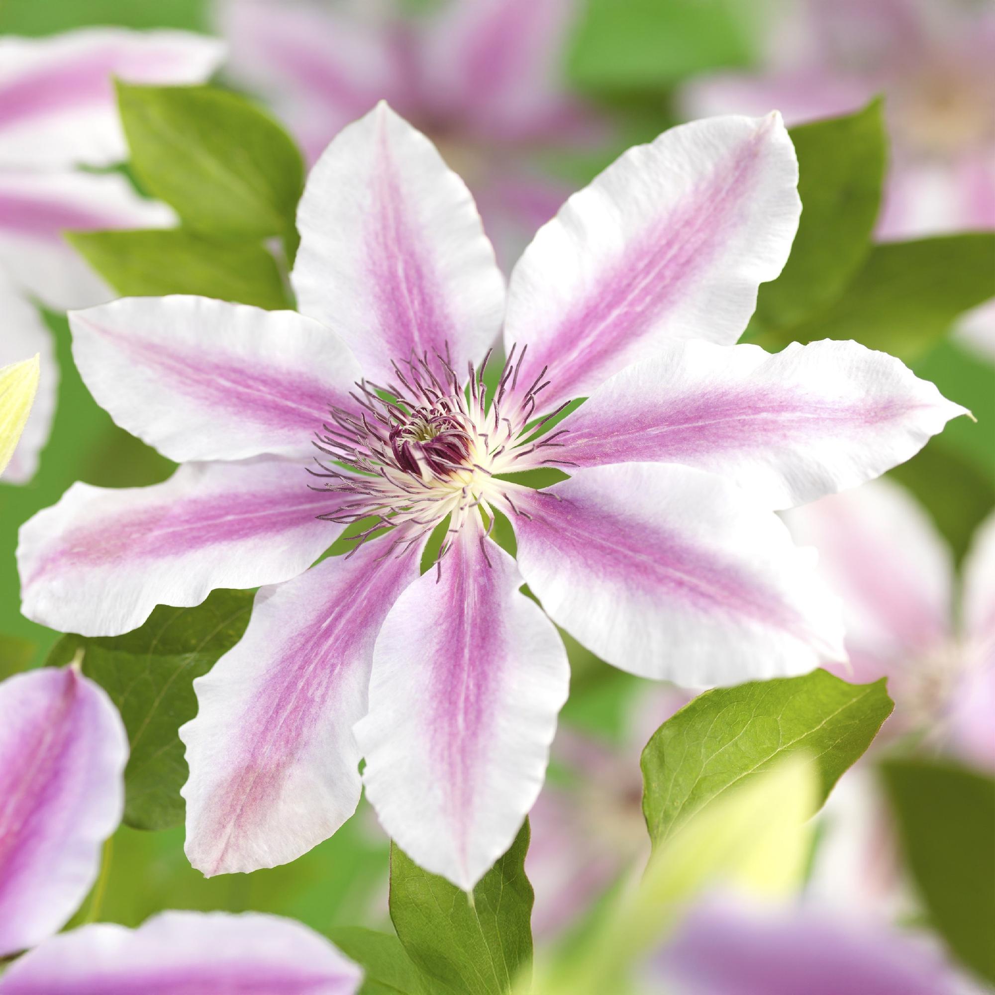 Kletterpflanze Clematis Nelly Moser – Rosa Blüten – Wenig Pflege – 2 Pflanzen – 11cm Höhe 40cm – Für Garten, Balkon & Pergolen – Plant