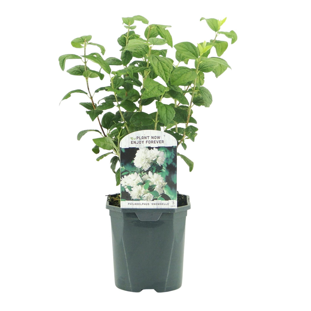 Bauernjasmin Philadelphus Snowbelle – Duftende Weiße Blüten – Wenig Pflege – 17cm Höhe 45cm – Für Garten, Terrasse & Balkon – Plant