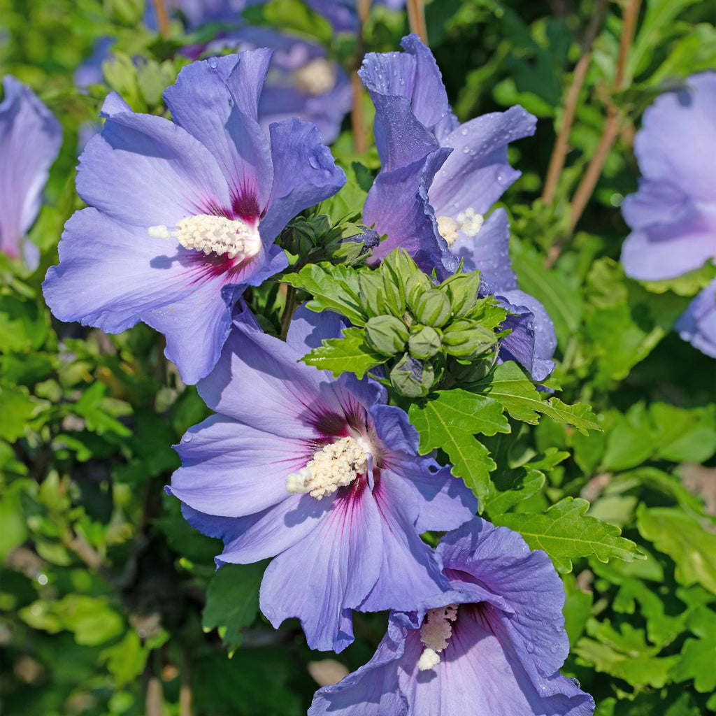 Garteneibisch Hibiscus syriacus Oiseau Blue – Strauch – Blüte Blau – Wenig Pflege – 17cm Höhe 45cm – Für Garten & Terrasse – Plant