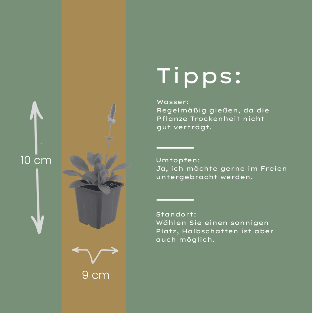 Stachys monieri Hummelo – Ø9cm – Höhe10-25cm – Blühende Staude für Beet Präriegarten Rabatte – winterhart pflegeleicht bienenfreundlich