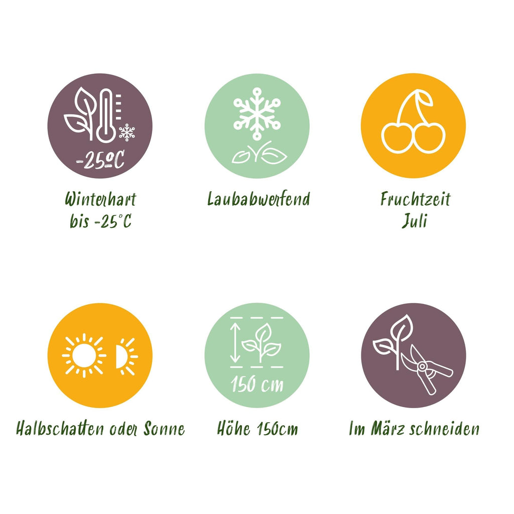 Lonicera caerulea Kamchatika – 2 Pflanzen 15cm – ca. 50cm hoch – Honigbeere / Blaue Geißblatt – Beere – Obstpflanze mit essbaren Früchten – Plant