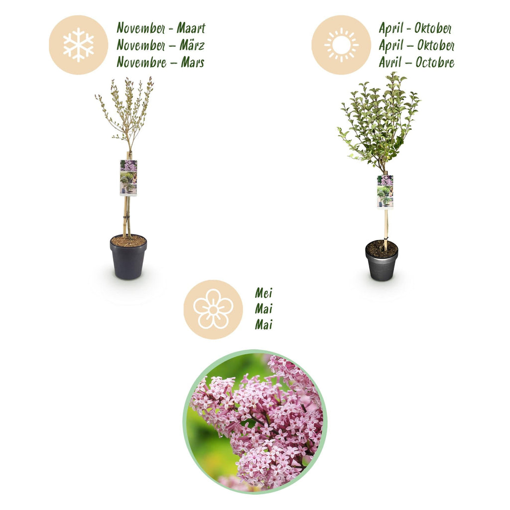 Zwergflieder Syringa meyeri Palibin – 19cm Höhe ca.90cm – Lila blühend & duftend – Winterhart & laubabwerfend – Ideal für Beet Balkon Terrasse – Plant