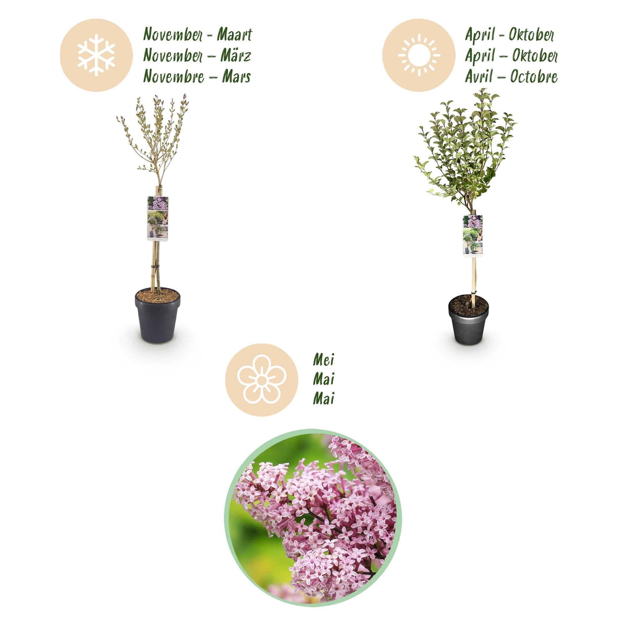 Zwergflieder Syringa meyeri Palibin – 19cm Höhe ca.90cm – Lila blühend & duftend – Winterhart & laubabwerfend – Ideal für Beet Balkon Terrasse – Plant