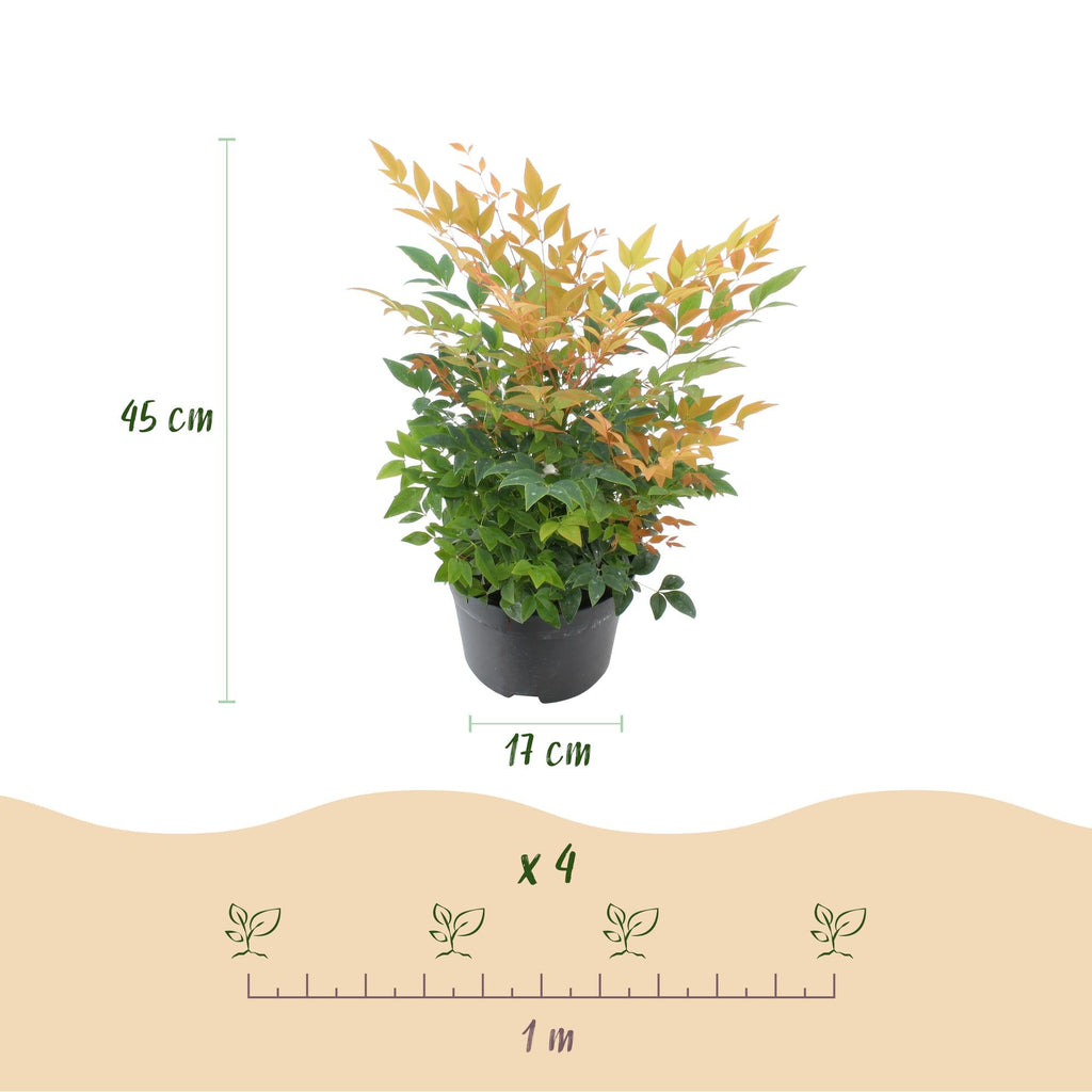 Heiliger Bambus Nandina Gulfstream – 17cm Höhe ca.45cm – Immergrün & farbwechselnd – Orangefarbenes Laub – Pflegeleichter dekorativer Zierstrauch – Plant